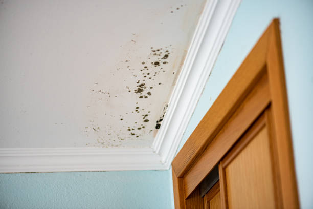 Mold Testing and Removal in Woodburn, OR