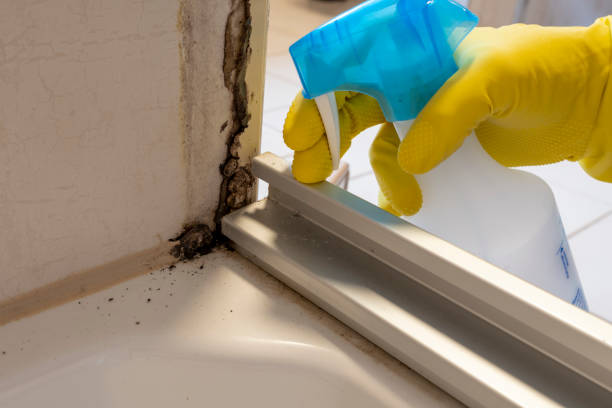 Best Mold Cleaning Services  in Woodburn, OR