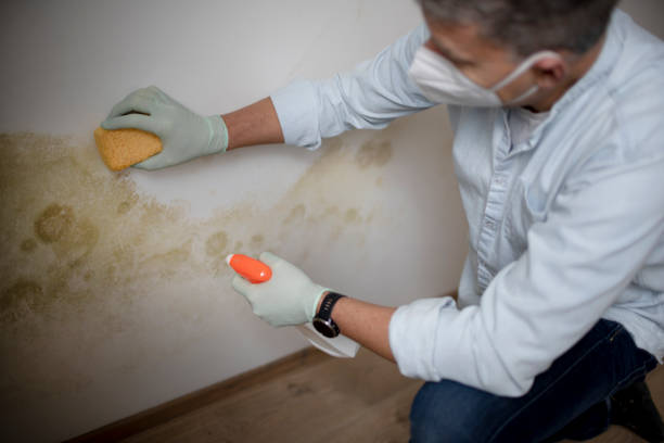 Best Toxic Mold Removal  in Woodburn, OR