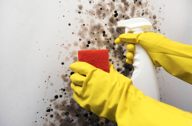 Best Professional Mold Removal  in Woodburn, OR
