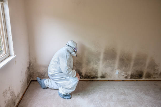 Best Attic Mold Removal  in Woodburn, OR
