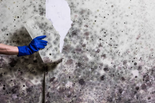 Best Office Mold Removal Services  in Woodburn, OR
